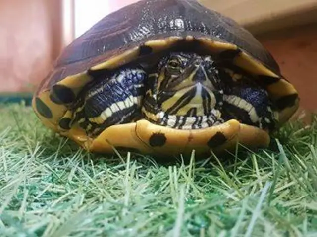 terrapin