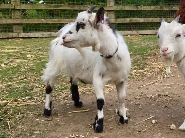 Ben the pygmy goat