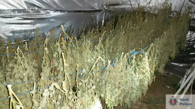 Cannabis factory in Sittingbourne