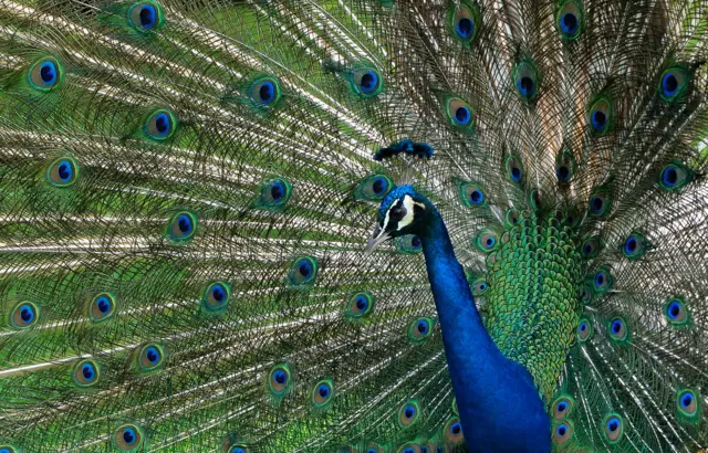 peacock