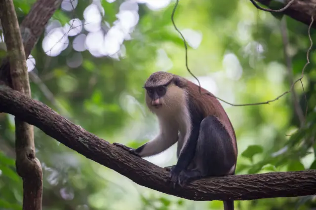 mona monkey sits on a tree branch inside The Tafi Atome Monkey Sanctuary in the Volta Region of Ghana