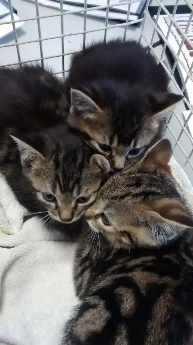 Kittens