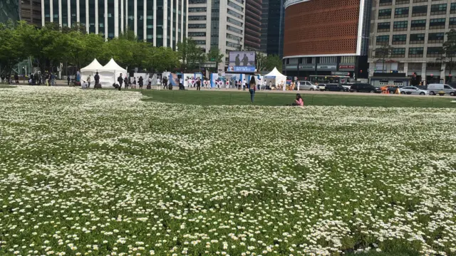 Daisies in Seoul