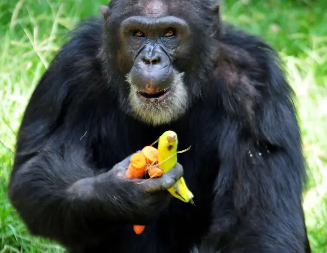 Uganda's oldest chimpanzee Zakayo eats its birthday present at the Uganda Wildlife Education Center (UWEC) at Entebbe Zoo which is celebrating its 53rd Birthday on October 27, 2016.