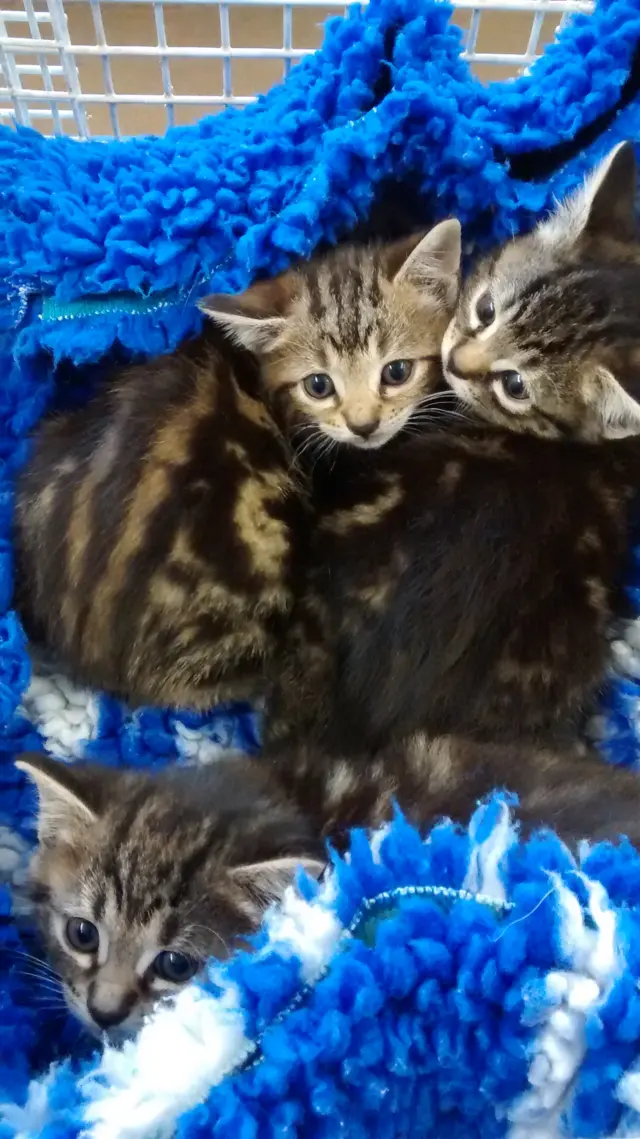 Kittens