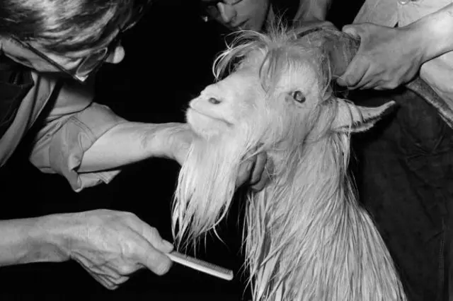 A goat has his beard tended to in a black and white archive photo