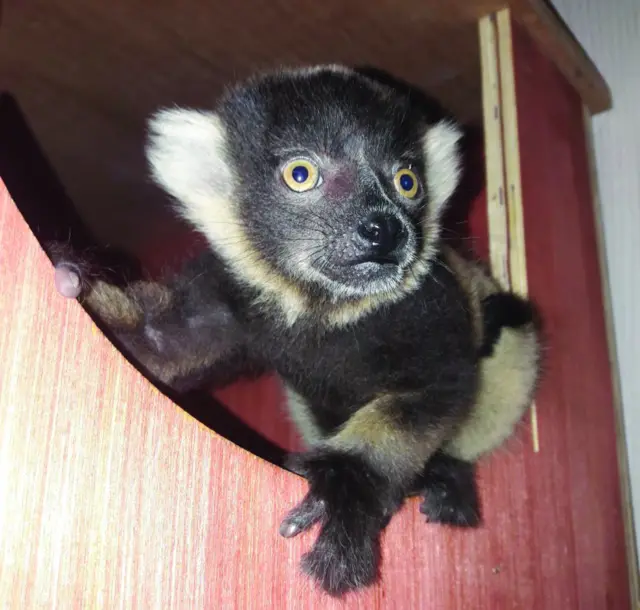 Baby lemur