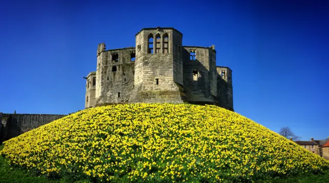 Daffodils at Warkworth Castle