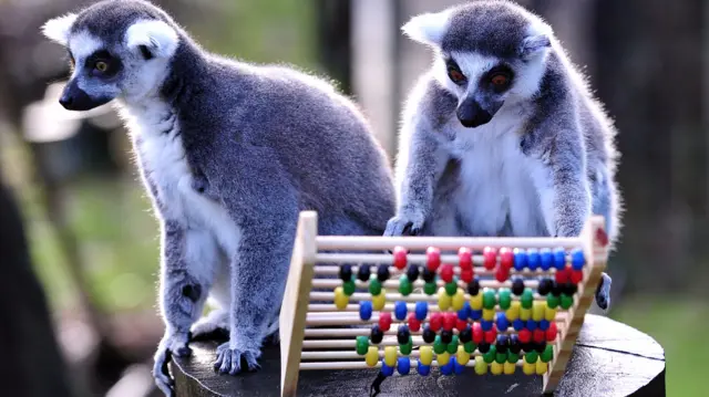 Ring-tailed lemurs play with an abacus