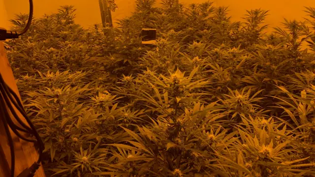 Cannabis factory