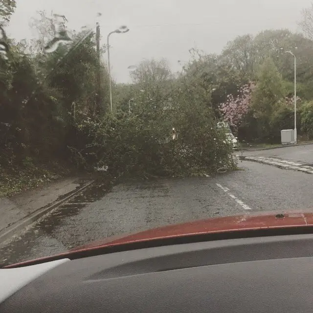 Fallen tree