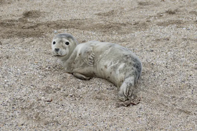 Bella the seal