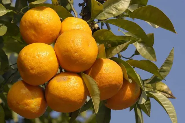 Oranges