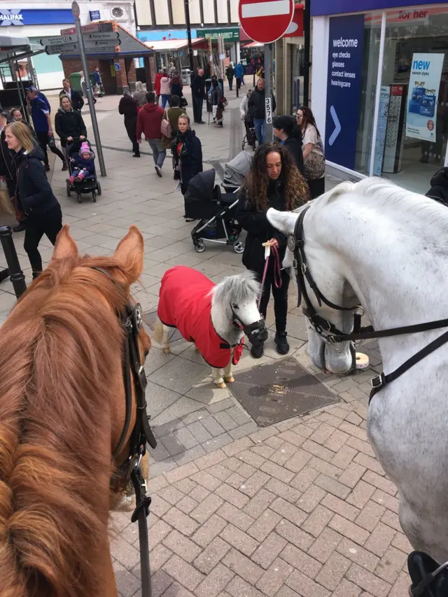 Police horses meet minature pony in Barnsley