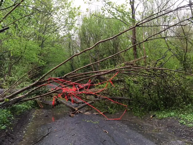 A fallen tree in Bridge Road near Canterbury