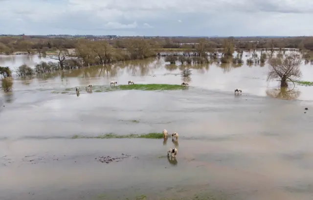 Stranded horses