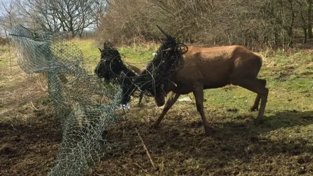 Stag stuck in fence