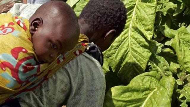 Tobacco workers in Zimbabwe