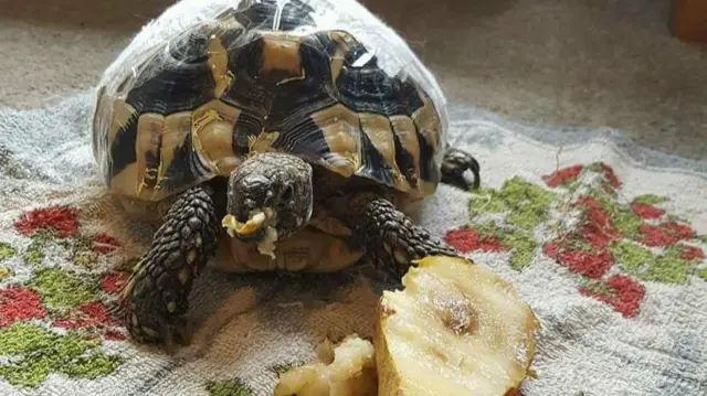 Pippa the tortoise