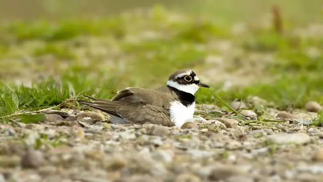 Little ringed plover