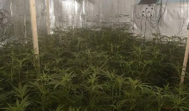 Cannabis factory