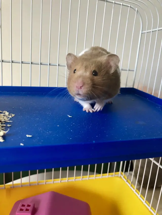 Rescued hamster