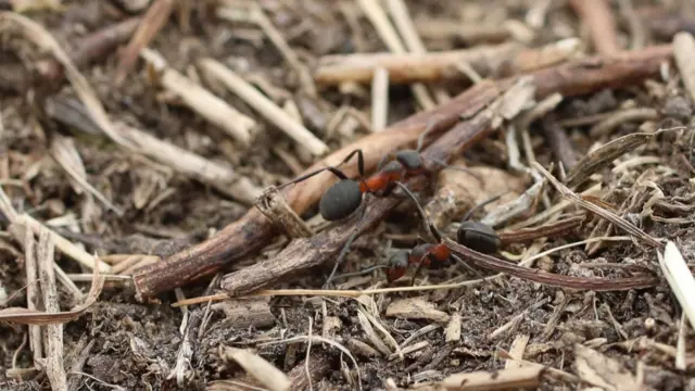 Formica pratensis