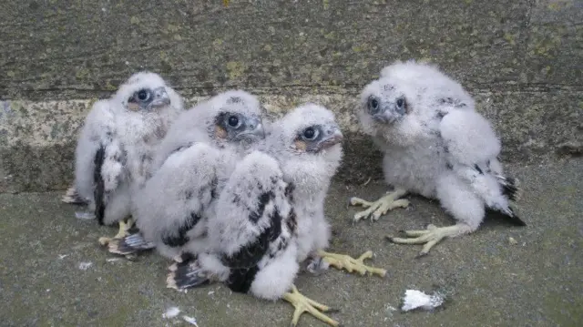 peregrine chicks