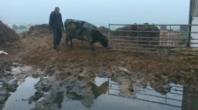 Farmer, cow and slurry pond