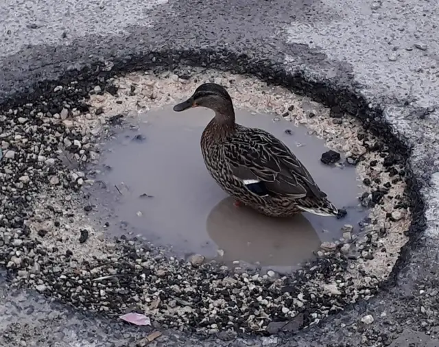 Duck in pothole