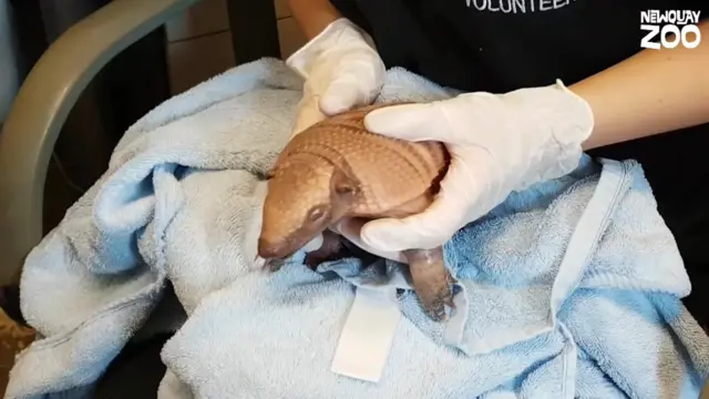 Armadillo