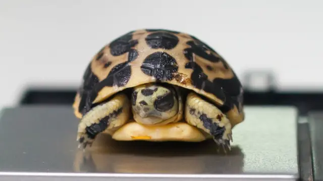 Spider tortoise at Paignton Zoo