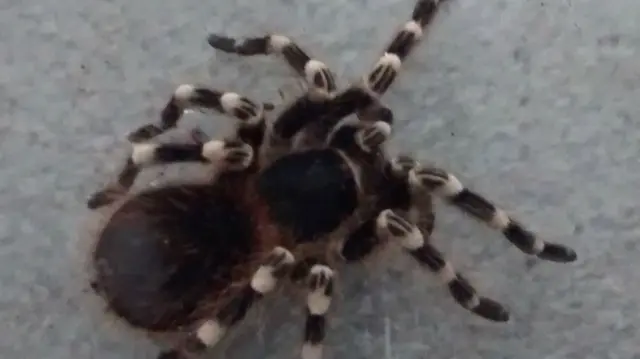 White knee tarantula