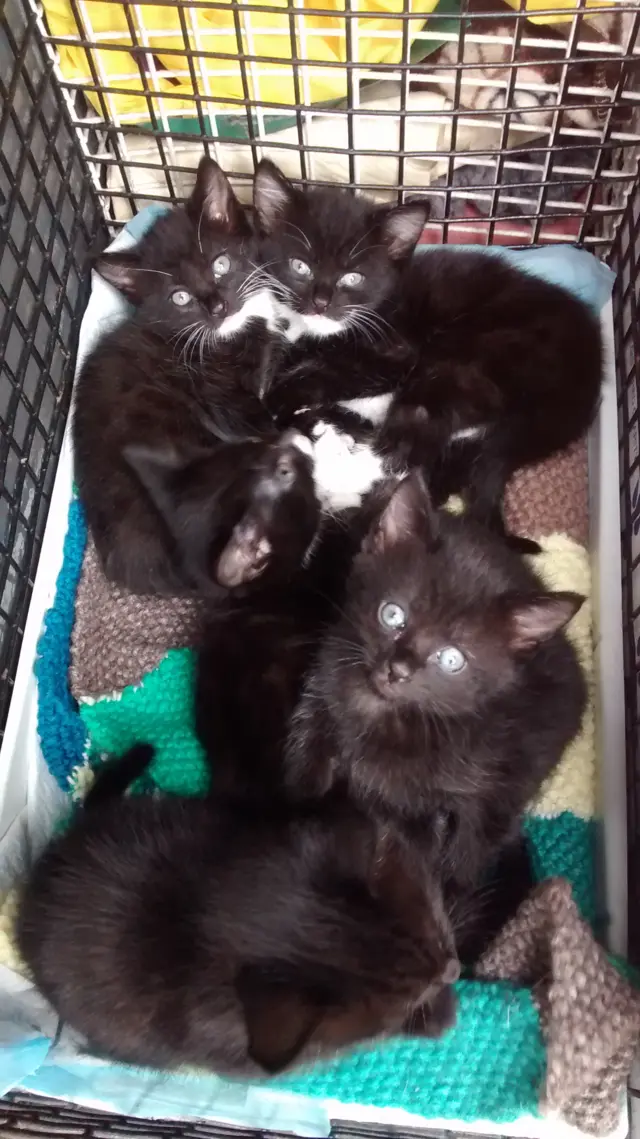 Dumped kittens