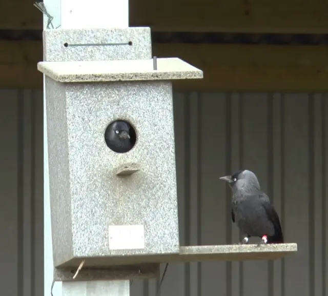 Jackdaws in a bird box