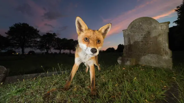 A fox photographed in a graveyard at 4am