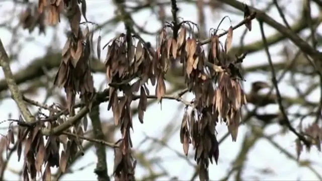 Ash tree with disease