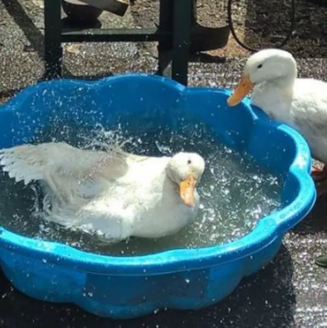 Ducks in paddling pool