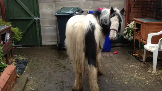 Horse left in back garden