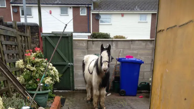 Horse left in back garden