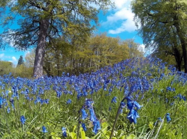 bluebells