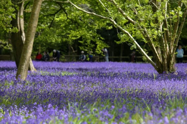 bluebells