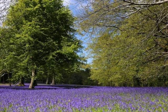 bluebells