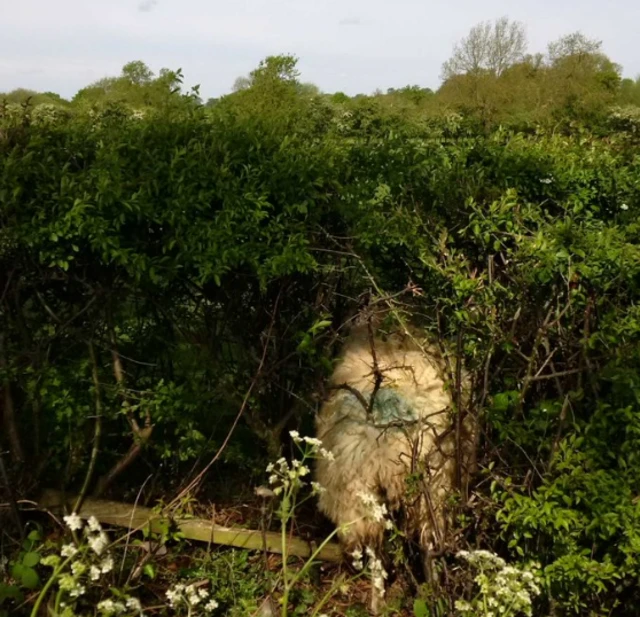 Sheep stuck in hedge