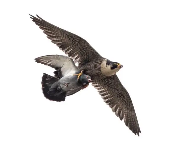 Peregrine Falcon