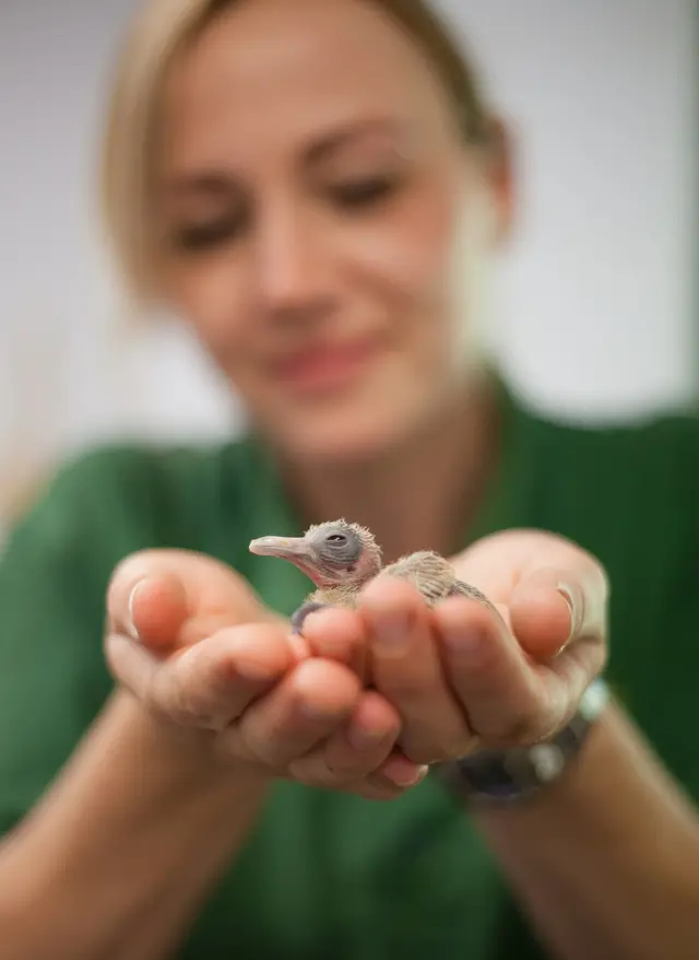 Pied pigeon chick