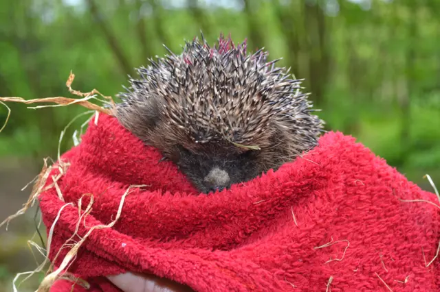 Hedgehog in red