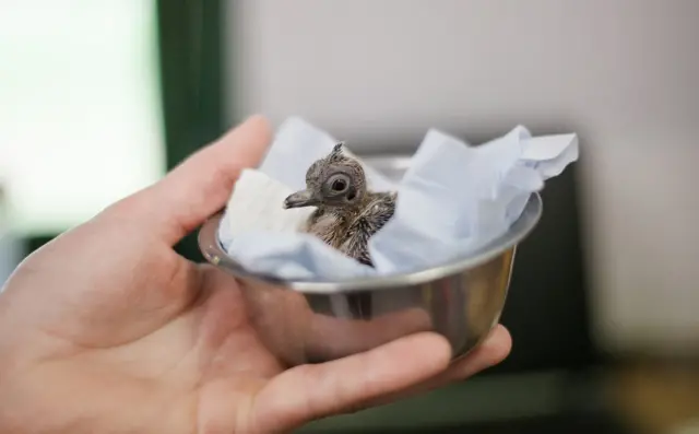 Crested pigeon chick