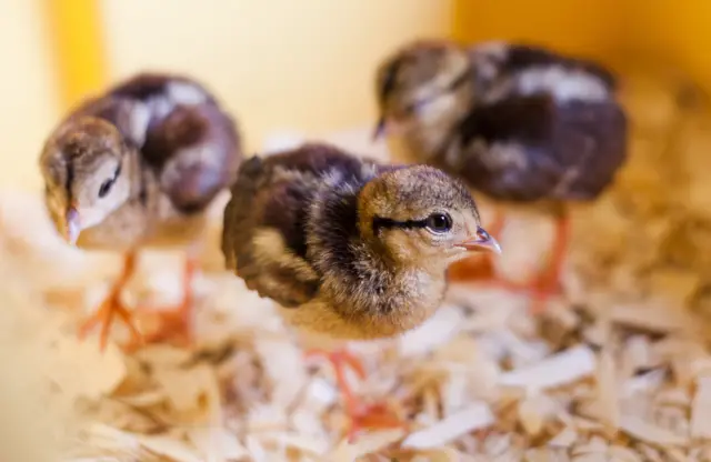 Edwards's pheasant chicks