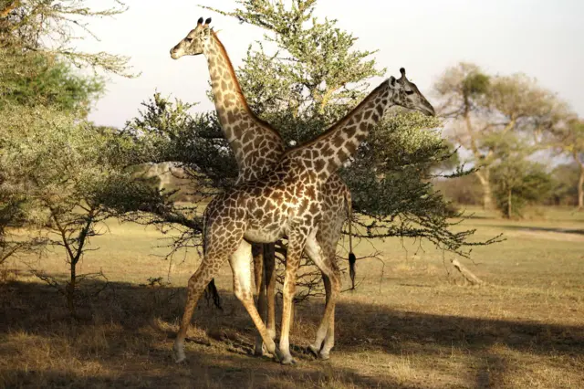 Giraffes grazing in the reserve in Tanzania